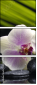 42014292