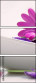 42488132