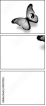42537223