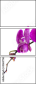 42647763