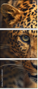 42852431