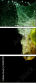 43487470