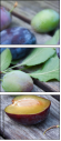 43823181