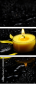 43880281