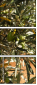 44321836