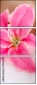 45004137