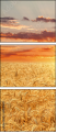 45542699