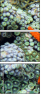 45562555