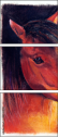 46243808