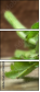 47068124