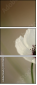 47729615