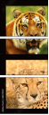 48229420