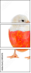 48856718