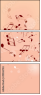 49536754