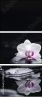 49632370