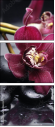 49633319