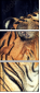 49749076