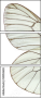 50053603