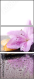 50254083