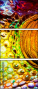 50502121