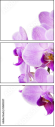 50610337