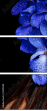 51411348