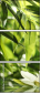 51529189