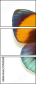 51555620