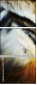 51974402