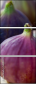 52014179