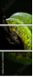 52158652