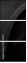 52309916