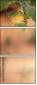 52573606