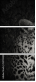 52783556