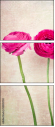 52805750
