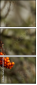 53427056