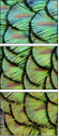 53512479