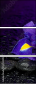 53724504