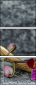 54405316