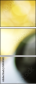 54440683