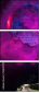 54847785