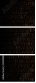 54969981