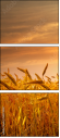 54974402