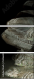 55066305