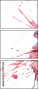 55217636