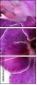55741072