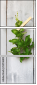 55746800