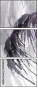 55806223
