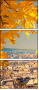 55873344