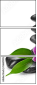 56689552